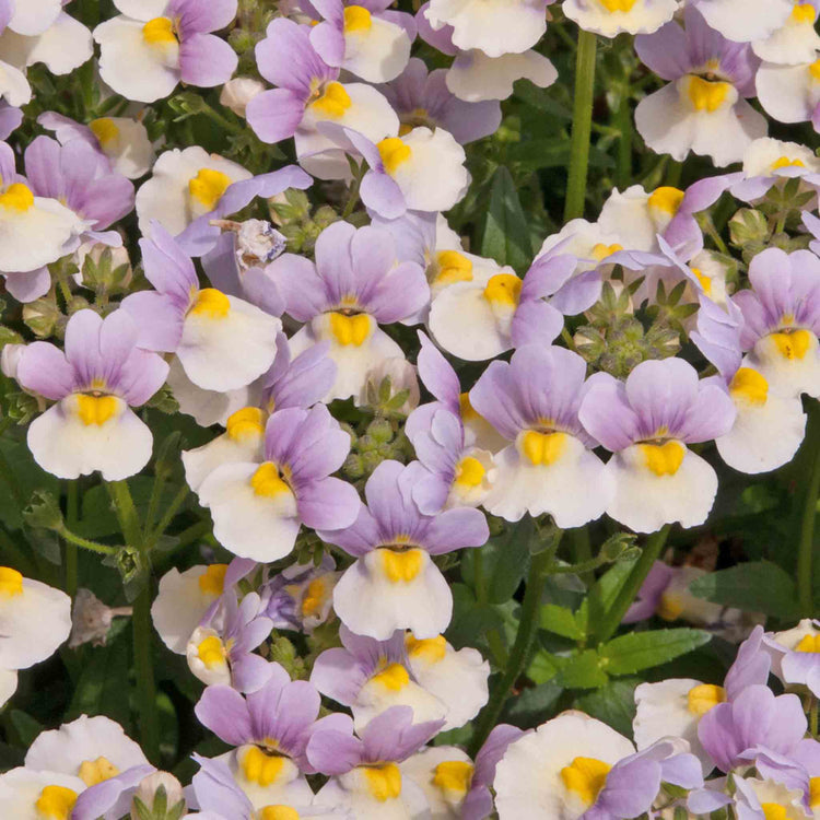 Nemesia 'Easter Bonnet'