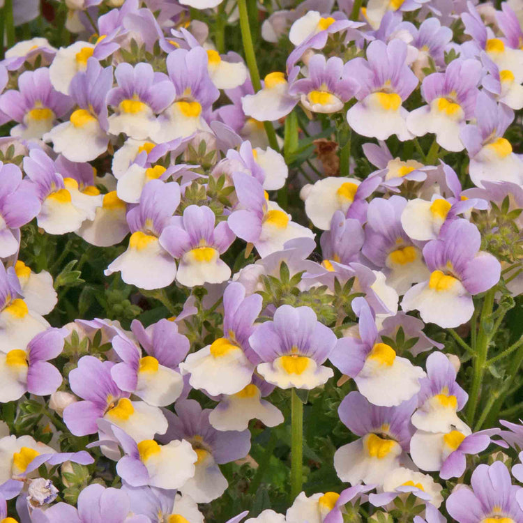 Nemesia Collection