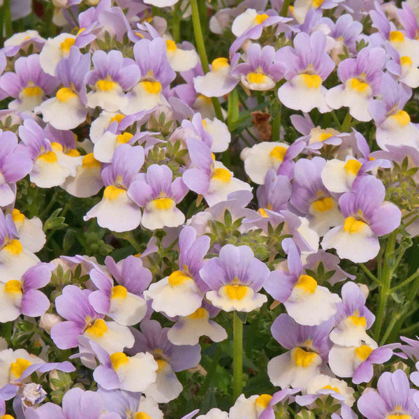 Nemesia Plant 'Easter Bonnet'