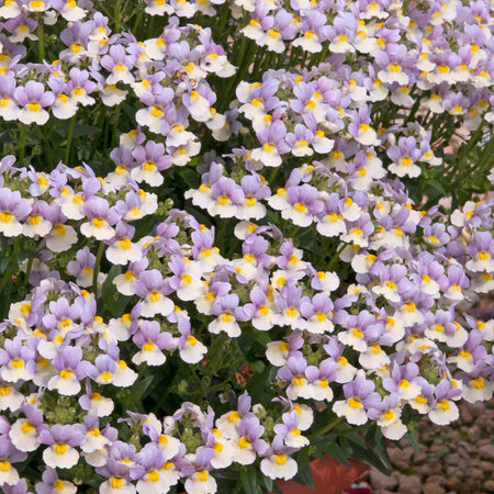 Nemesia Collection