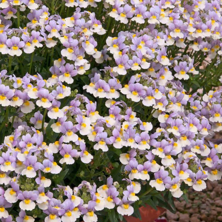 Nemesia Collection