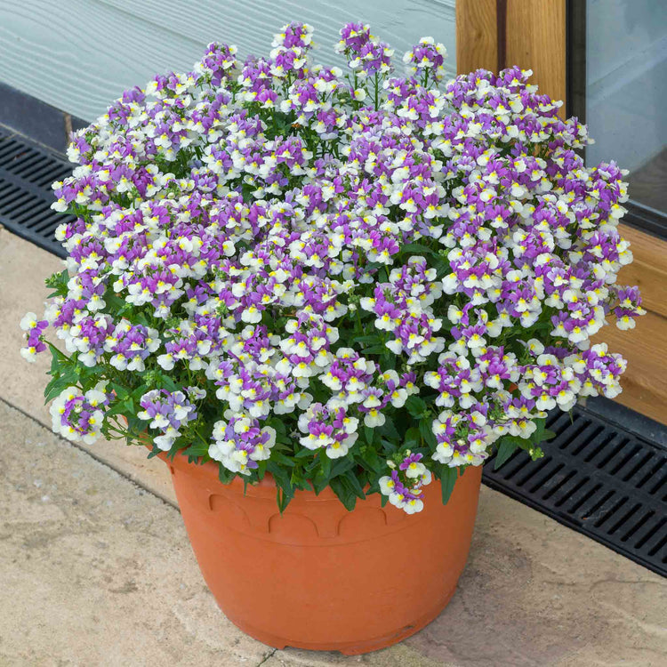 plant new seeds in the melody Nemesia Plant 'Melody Aria'