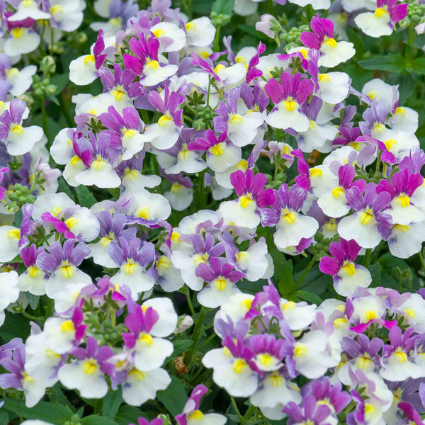Nemesia Plant 'Melody Aria'