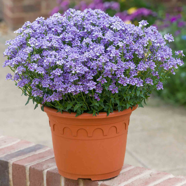 Nemesia Plant 'Melody Lilac Blue'