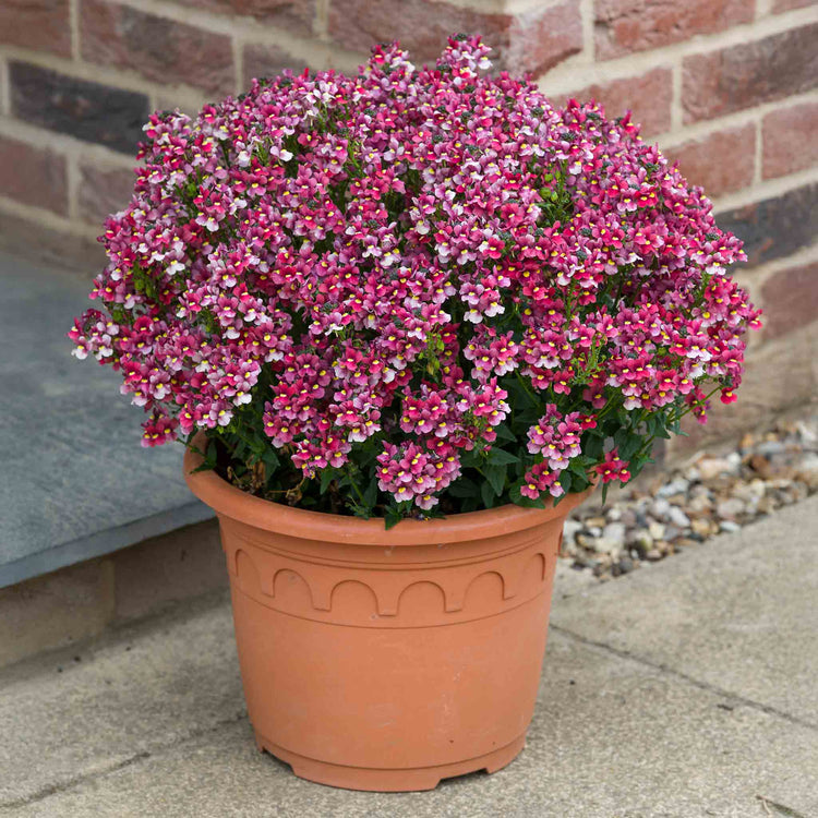 Nemesia 'Melody Raspberry'