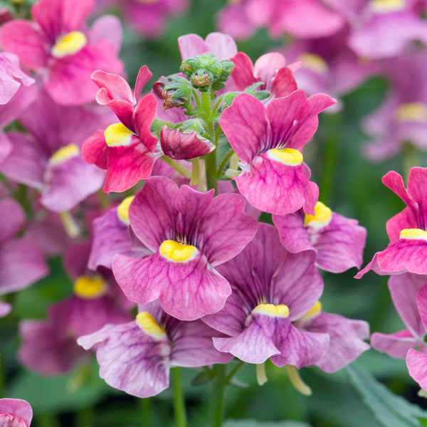 Nemesia 'Melody Raspberry'