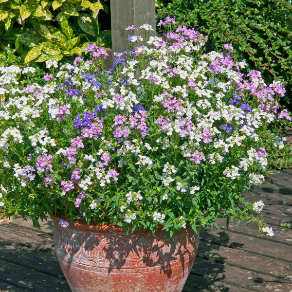 Nemesia Plant 'Poetry Mix'