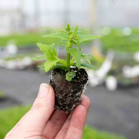 Nemesia Plant 'Wisley Vanilla'