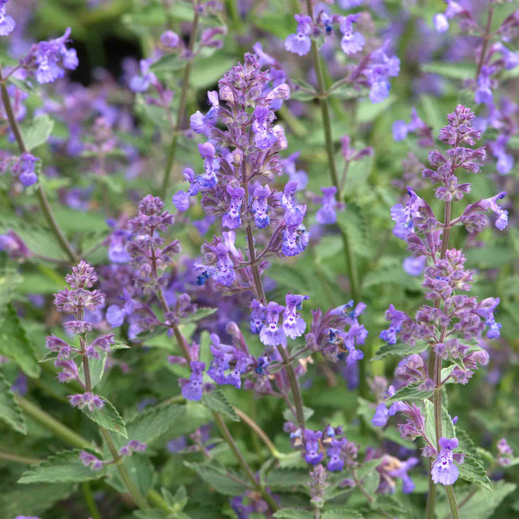 Nepeta Plant 'Junior Walker'