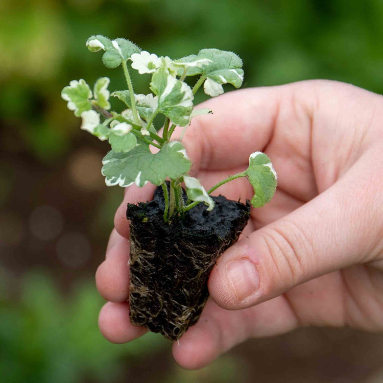 Nepeta Plant 'Variegated'