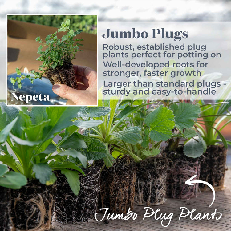 Nepeta Plant 'Purssian Blue'