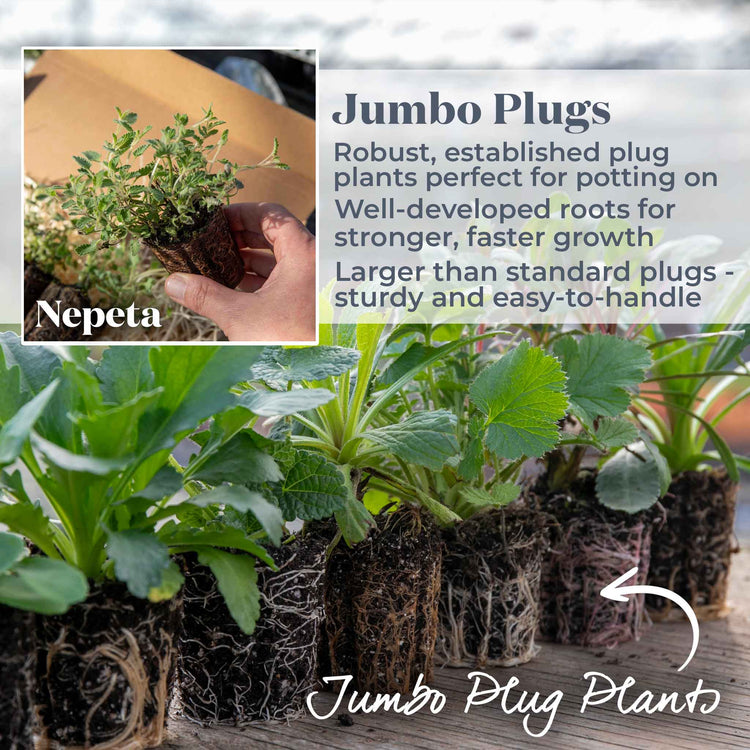 Nepeta Plant 'Junior Walker'