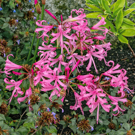 Nerine Bowdenii Bulb