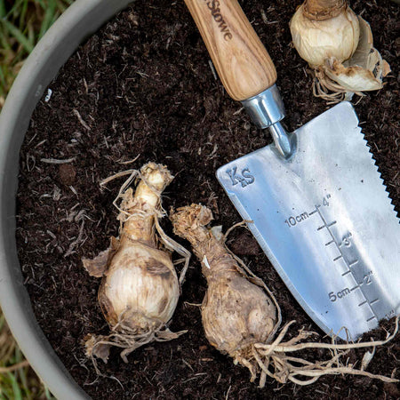 Nerine Bowdenii Bulb