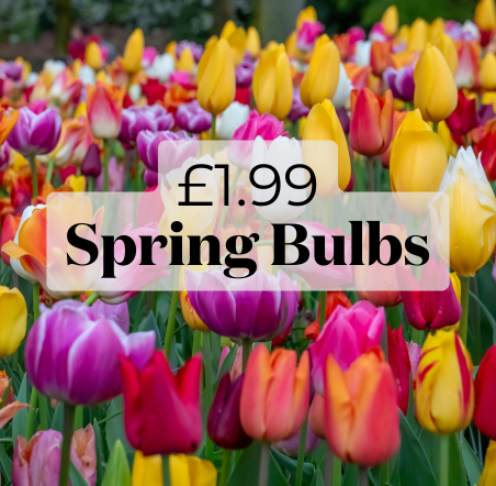 Spring Flowering Bulbs