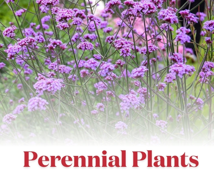 Colour for Years to Come