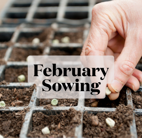 Seeds to sow in February