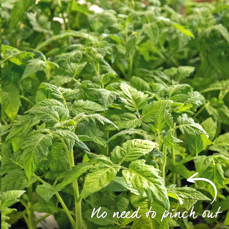 Bush Tomato Plant 'Super Marmande'