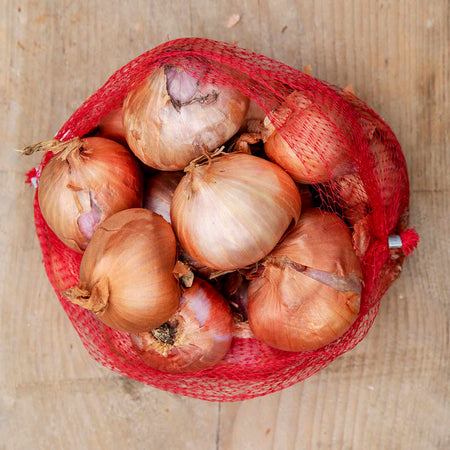 Autumn Shallot Sets 'Red Sun'