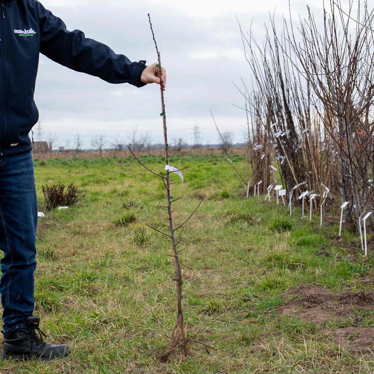 Plum Tree 'Old Fashioned Greengage'