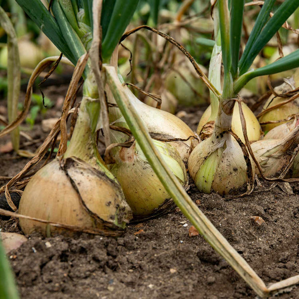 Onion Plant 'Ailsa Craig'