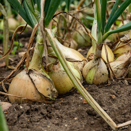 Onion Plants 'Ailsa Craig' & 'Sturon'