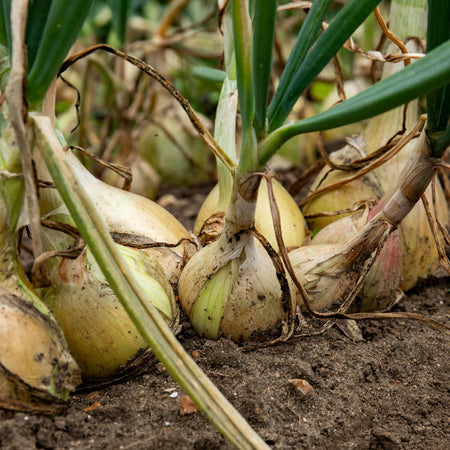 Onion Plant 'Ailsa Craig'
