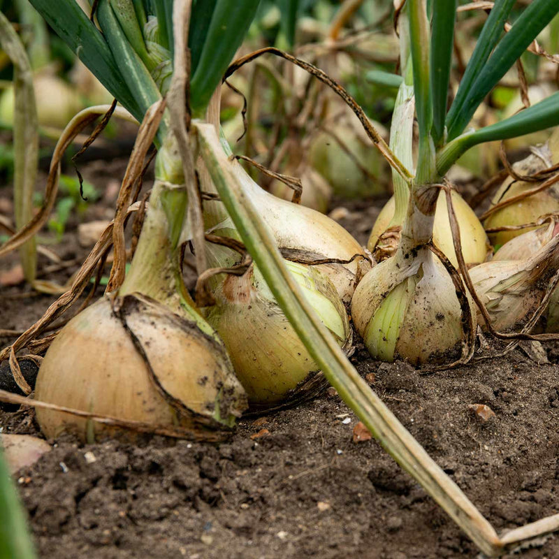 Onion Seeds 'Ailsa Craig'