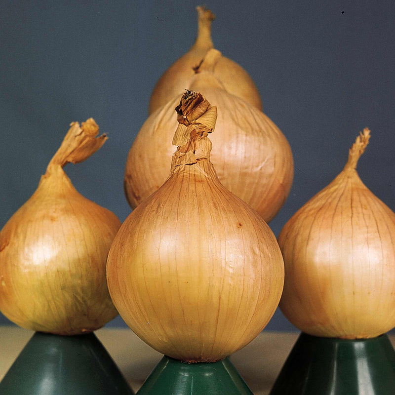 Onion Plant 'Ailsa Craig'