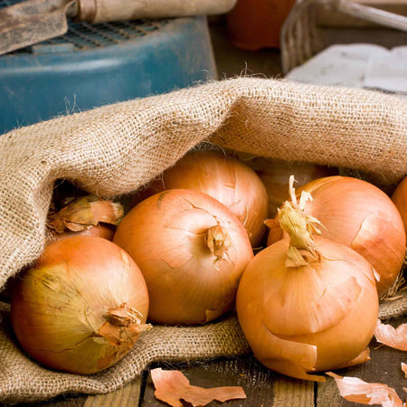 Autumn Planting Onion Duo