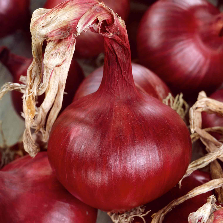 Onion Plant 'Mammoth Red'