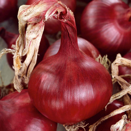 Onion 'Ailsa Craig' & 'Mammoth Red'