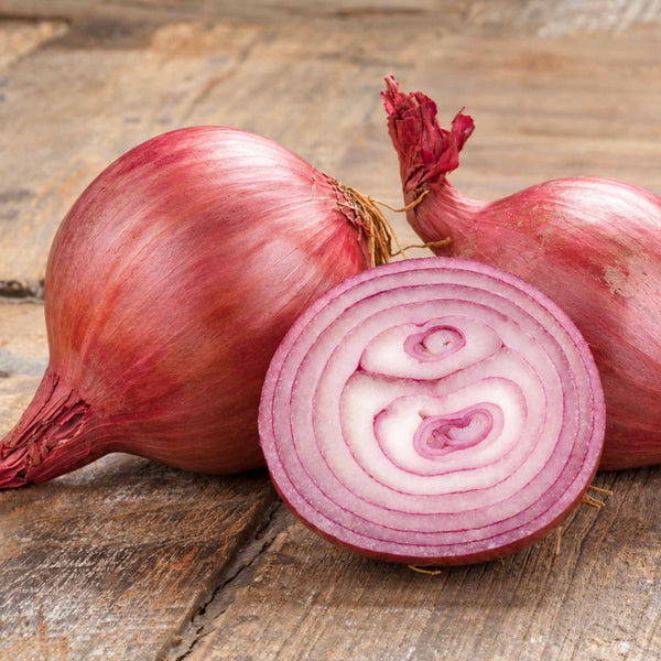 Onion ‘Rosanna’ Heat Prepared (Spring Planting)
