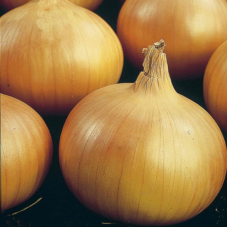 Onion Plant 'Sturon'
