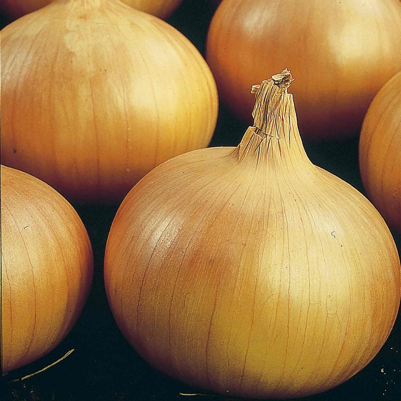 Onion Plant 'Sturon'