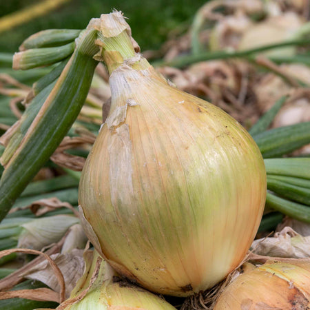 Concentrated Slow Release Onion, Garlic & Shallot Feed Granules