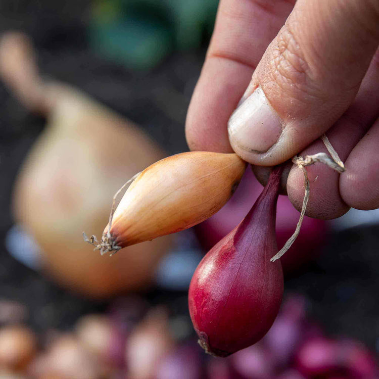 Concentrated Slow Release Onion, Garlic & Shallot Feed Granules