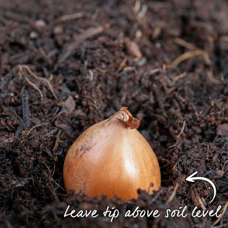 Onion Sets 'Senshyu Yellow'