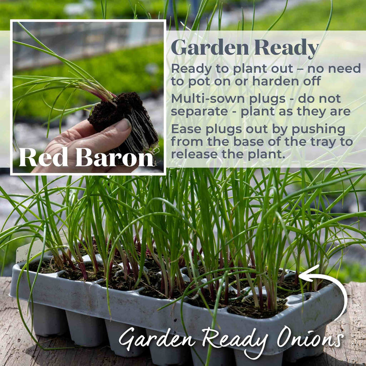 Spring Planting Onion Plant 'Red Baron'