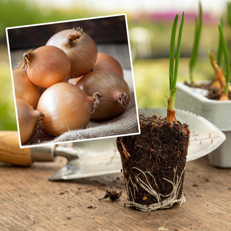 Pre-Rooted Onion 'Radar'