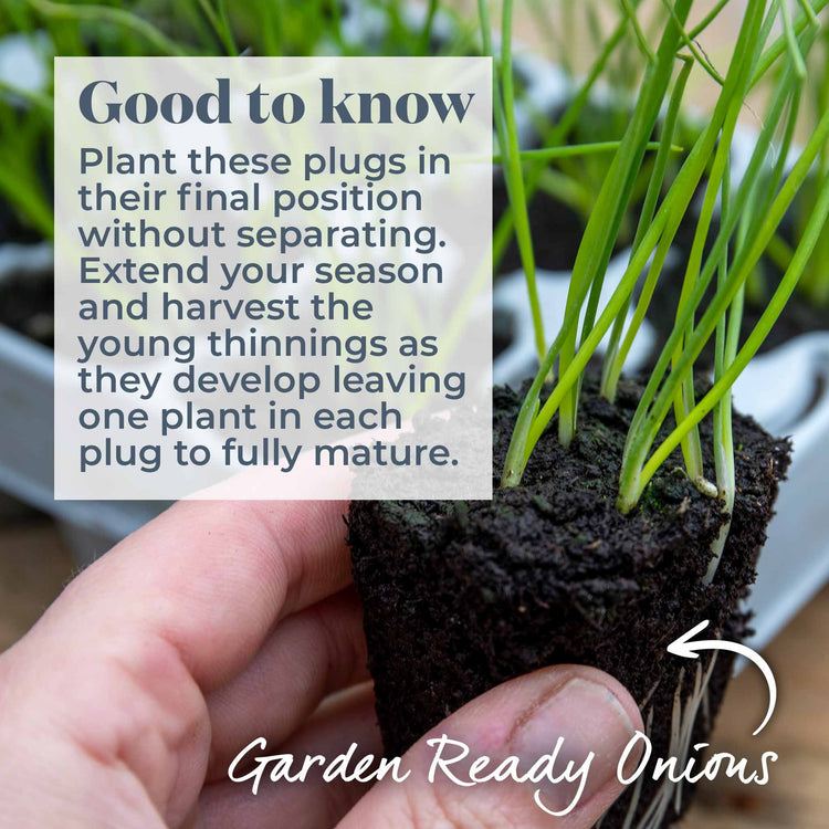 Spring Planting Onion Plant 'Red Baron'