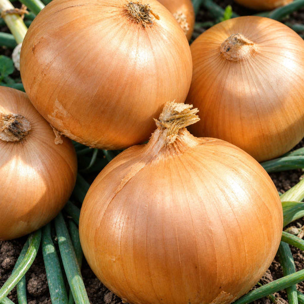 Onion ‘Rumba’ Heat Prepared (Spring Planting)