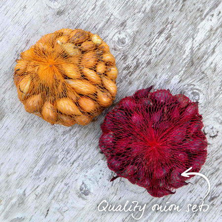 Autumn Planting Onions 'Red Baron' & 'Senshyu Yellow'