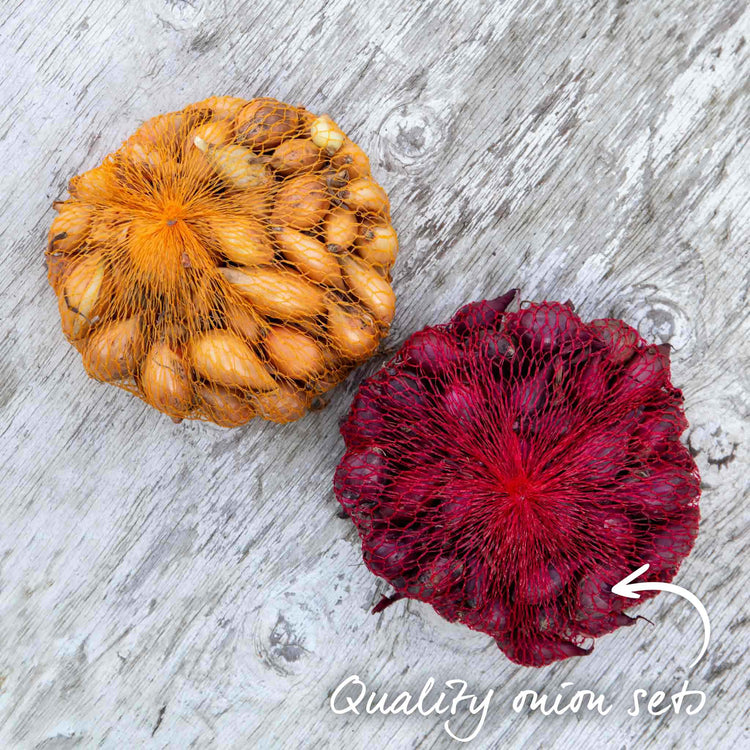 Autumn Planting Onions 'Red Baron' & 'Senshyu Yellow'