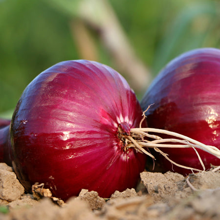 Pre-Rooted Onion 'Red Baron'