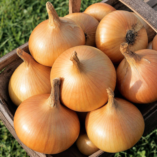 Onion ‘Senshyu Yellow’ (Autumn Planting)