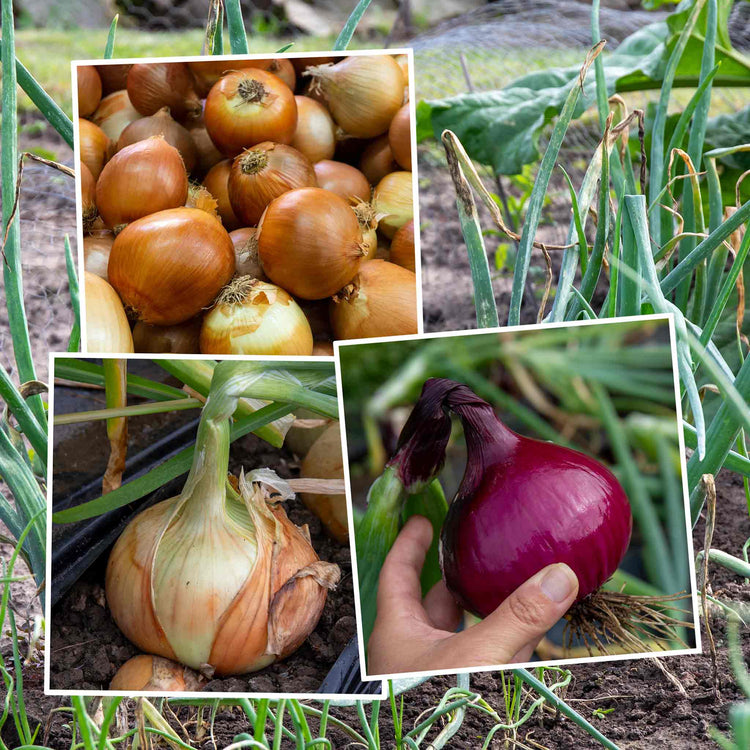 Onion Sets Bolt Resistant Collection