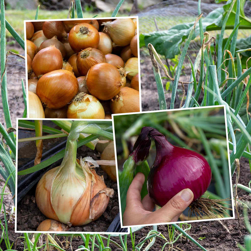 Onion Sets Bolt Resistant Collection
