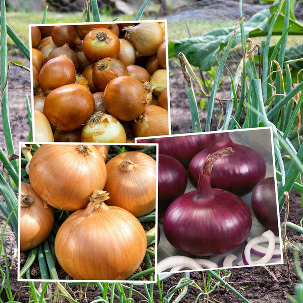 Bolt Resistant Onion Collection – Heat Prepared