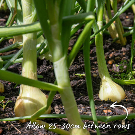 Onion Sets 'Senshyu Yellow'